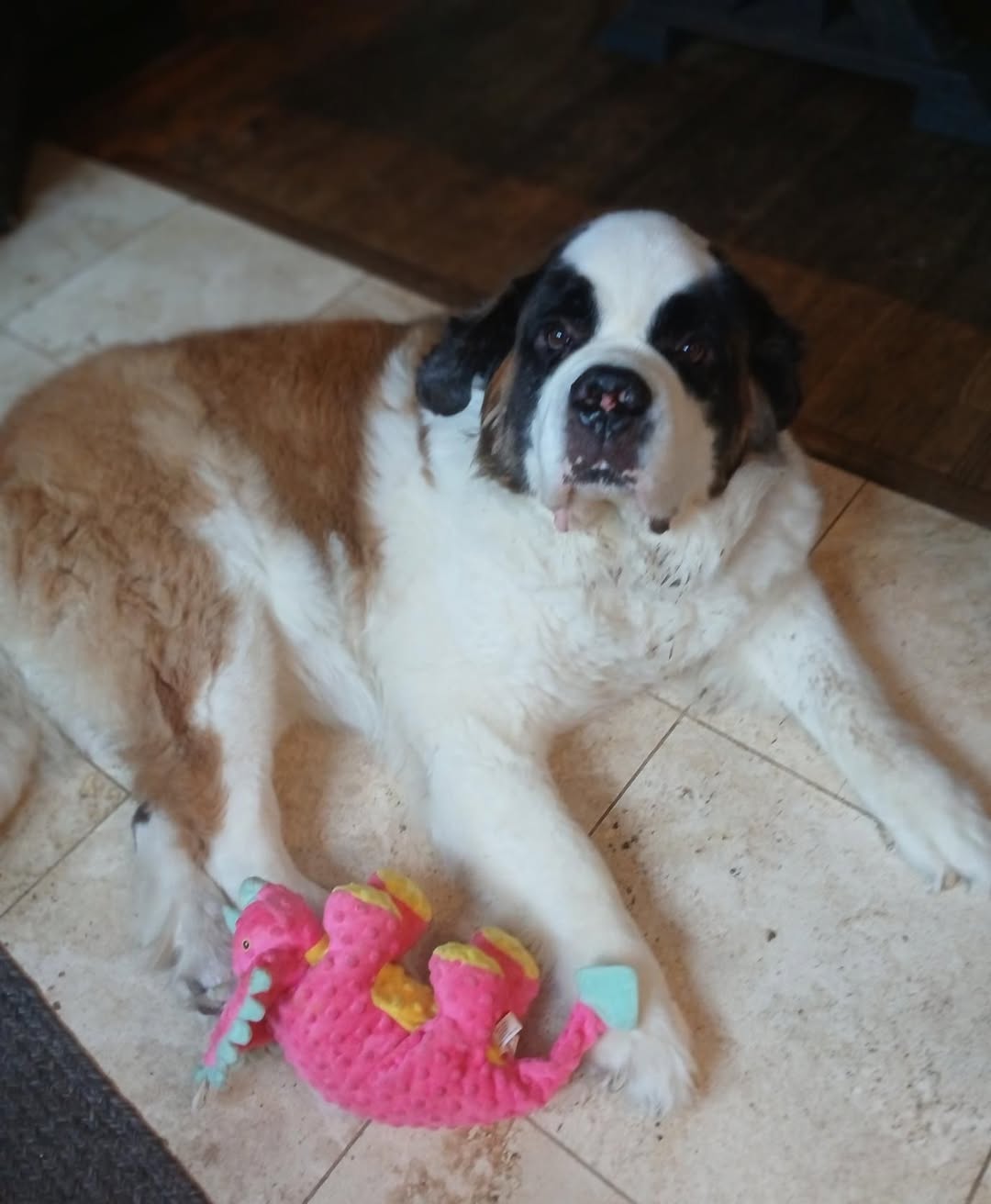 Happy National Bring Your Pets to Work Day | Pete McEvoy